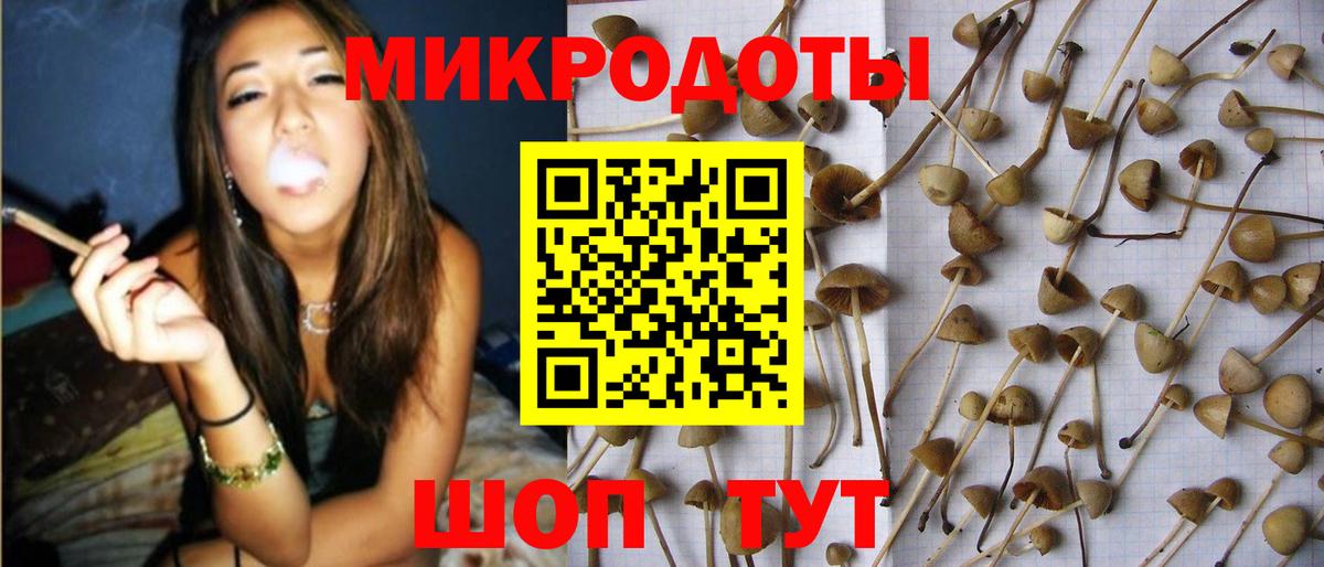 Каменка  Галлюциногенные грибы Psilocybe  Вход с VPN 
